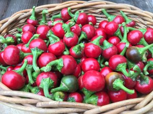 ingredients for stuffed cherry peppers with prosciutto and provolone