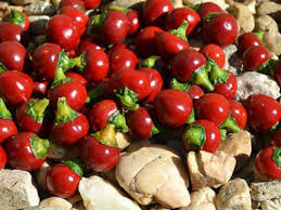 Preparing the Cherry Peppers for Stuffing